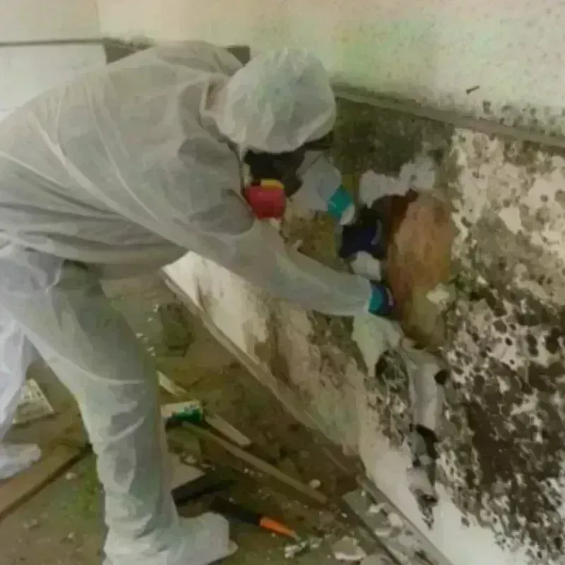 Mold Remediation and Removal in Sebastian, TX